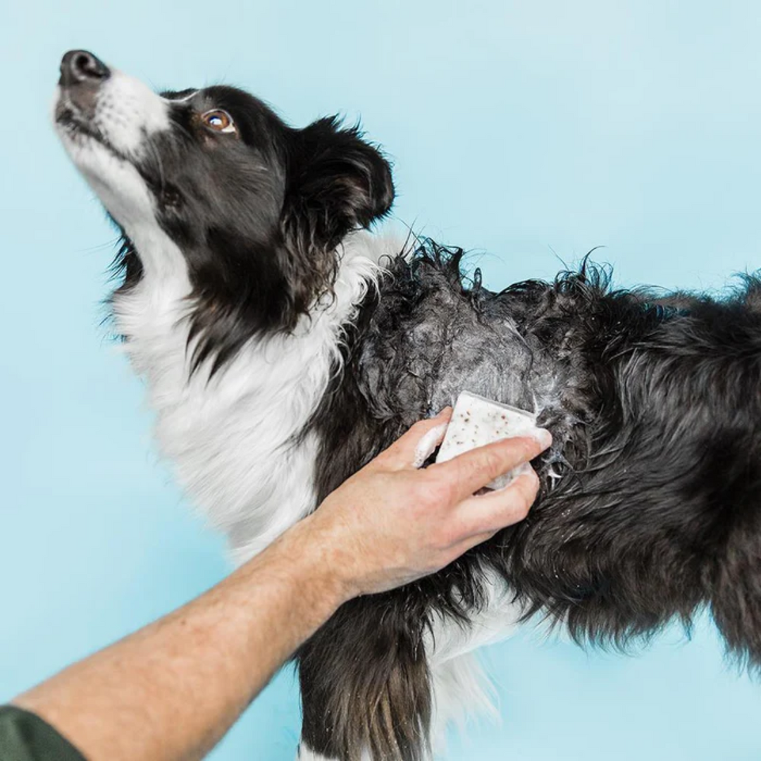 Solid Shampoo for Sensitive Dogs - Shampooch